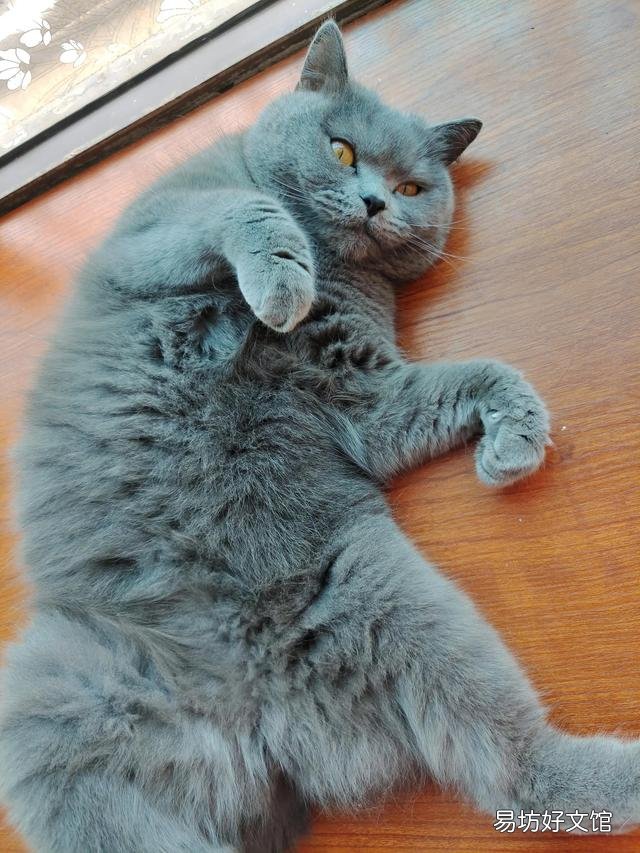 猫不吃猫草的原因(猫不吃猫草的原因是什么)