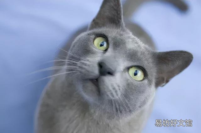 巴厘岛猫是长毛猫吗(巴厘岛猫是长毛猫吗还是短毛)