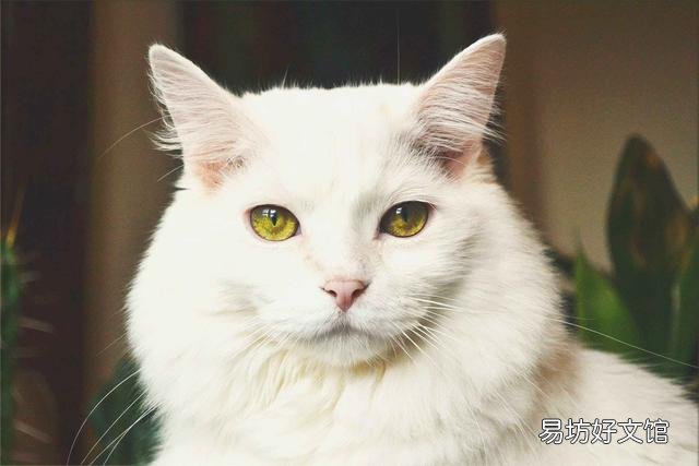 猫是色盲吗(猫是色盲动物吗)