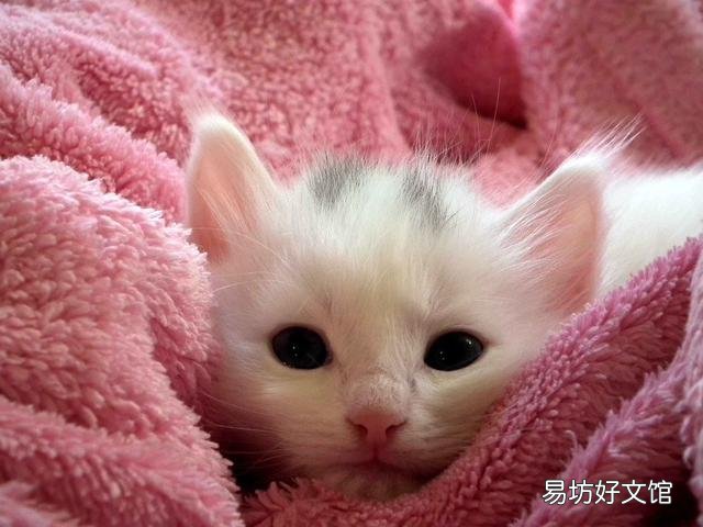 猫是色盲吗(猫是色盲动物吗)