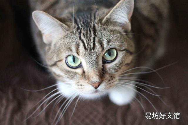 猫是色盲吗(猫是色盲动物吗)