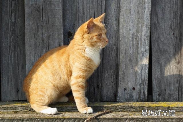 猫抓板怎么做(猫抓板做法)