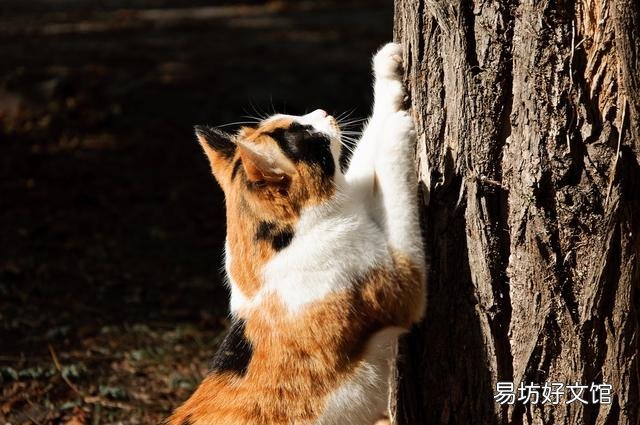 猫抓板怎么做(猫抓板做法)