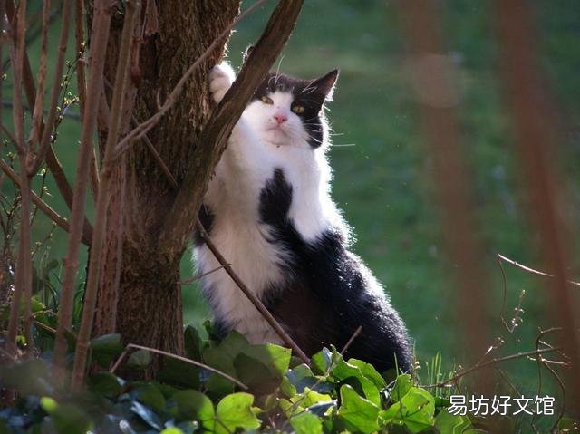 猫抓板怎么做(猫抓板做法)