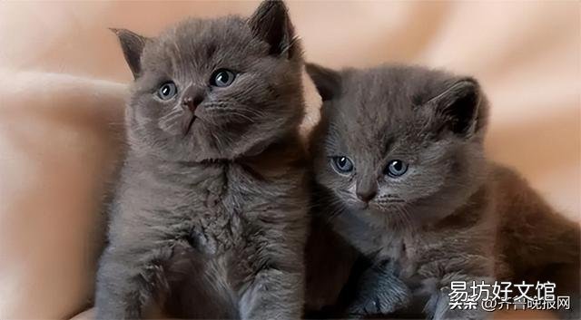 为什么养猫就没有蟑螂(养猫就没有蟑螂吗)