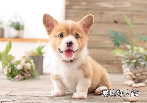 猫可以上公交车吗(宠物猫可以上公交车不)