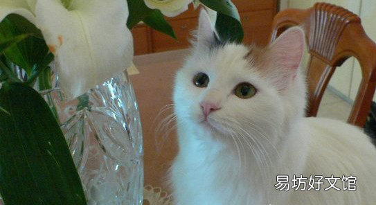 百合对猫有毒性吗(百合对猫咪会中毒吗)