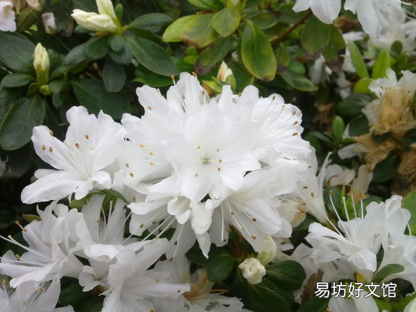 百合对猫有毒性吗(百合对猫咪会中毒吗)