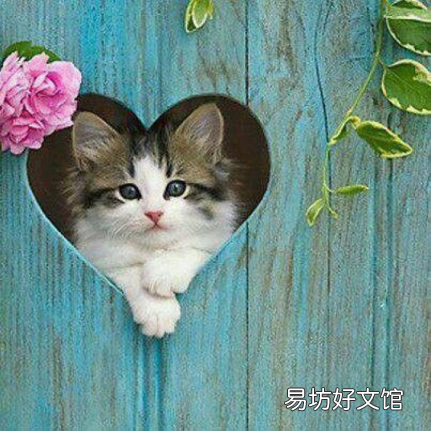 百合对猫有毒性吗(百合对猫咪会中毒吗)