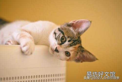 猫毛打结成块怎么处理(猫毛打结成块怎么回事)