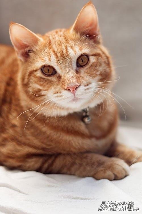 猫毛打结成块怎么处理(猫毛打结成块怎么回事)