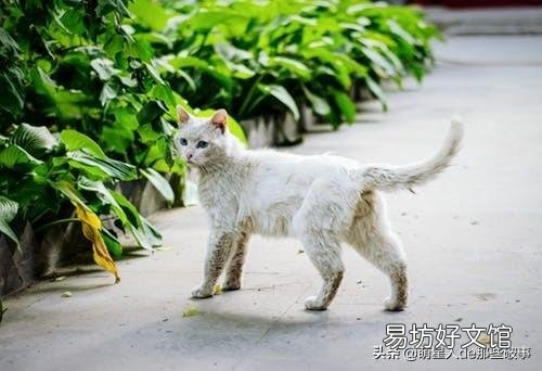 猫毛打结成块怎么处理(猫毛打结成块怎么回事)