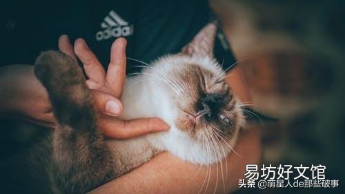 猫毛打结成块怎么处理(猫毛打结成块怎么回事)