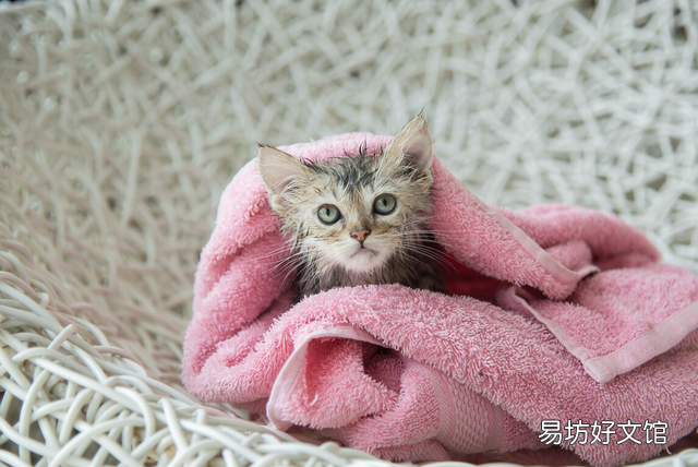 猫咪怀孕能洗澡吗(猫咪怀孕能不能洗澡)