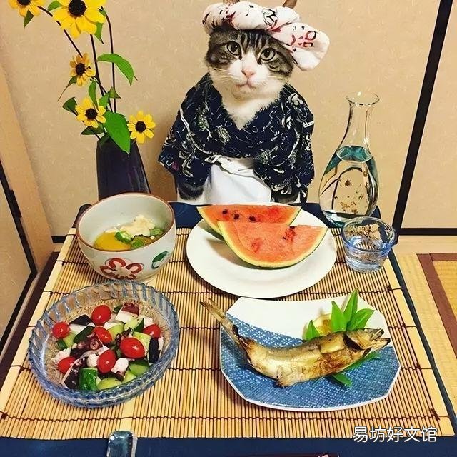 猫吃鸡胸肉的好处与功效(猫吃鸡胸肉的好处有哪些)