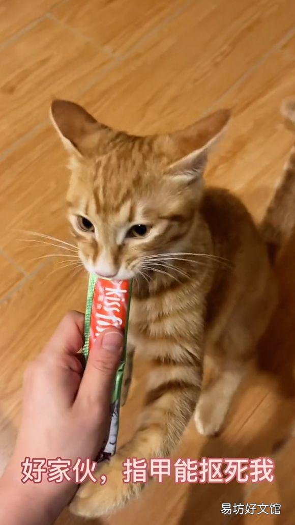 猫能吃瓜子仁吗(猫吃瓜子仁会生病吗)