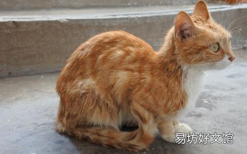 猫咪吃什么能长胖(猫咪吃什么能增肥)