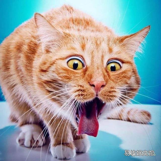 猫咪吃什么能长胖(猫咪吃什么能增肥)