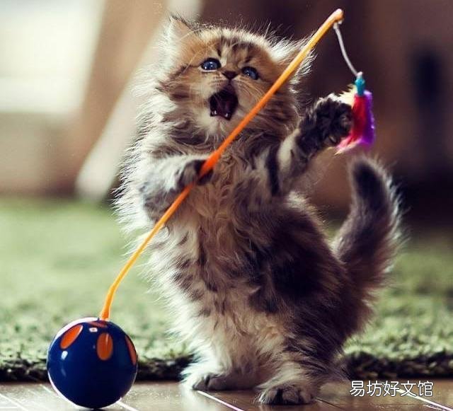 猫咪吃什么能长胖(猫咪吃什么能增肥)
