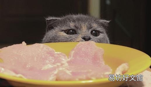 猫咪吃什么能长胖(猫咪吃什么能增肥)