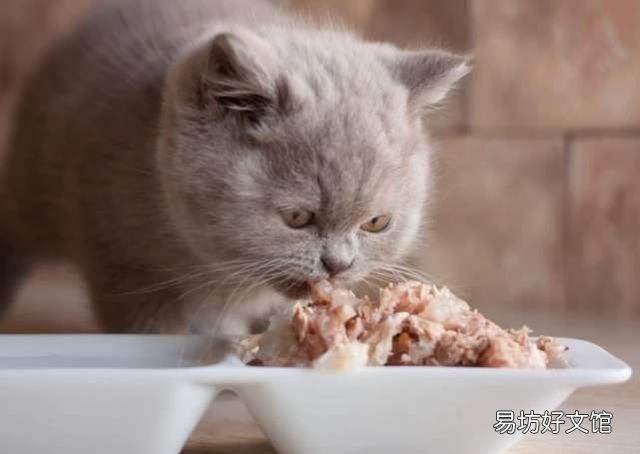 猫咪吃什么能长胖(猫咪吃什么能增肥)