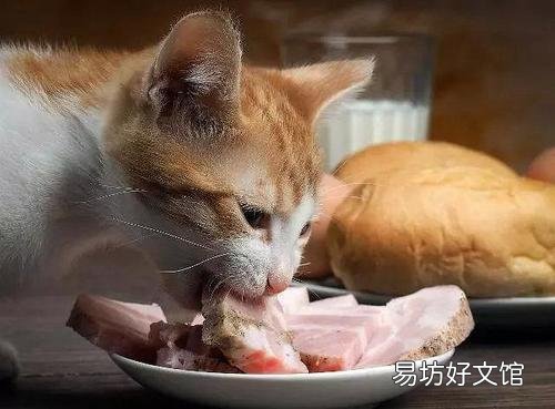 猫咪吃什么能长胖(猫咪吃什么能增肥)