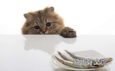 猫咪吃什么能长胖(猫咪吃什么能增肥)