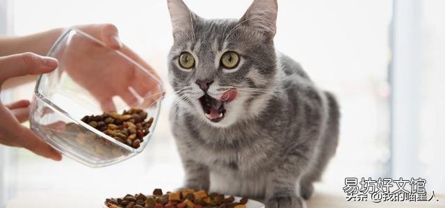 猫可以吃花生吗(宠物猫可以吃花生吗)