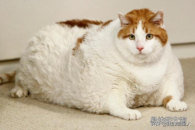 猫可以吃花生吗(宠物猫可以吃花生吗)