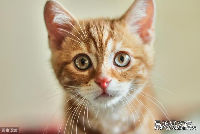猫吃了老鼠药怎么解救(猫吃了老鼠药怎么处理)