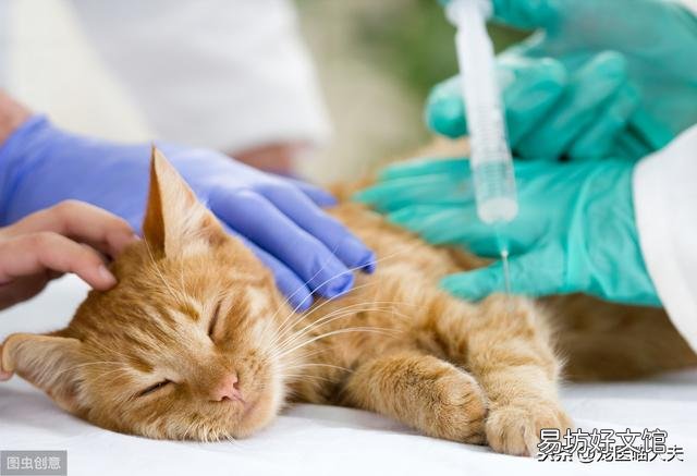 猫吃了老鼠药怎么解救(猫吃了老鼠药怎么处理)