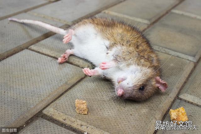 猫吃了老鼠药怎么解救(猫吃了老鼠药怎么处理)