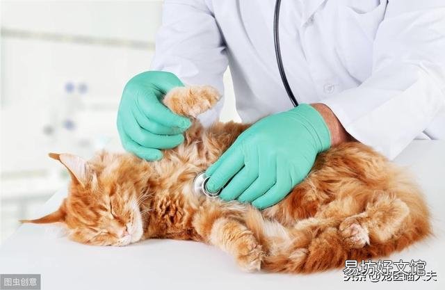 猫吃了老鼠药怎么解救(猫吃了老鼠药怎么处理)