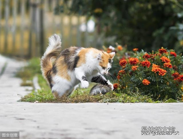 猫吃了老鼠药怎么解救(猫吃了老鼠药怎么处理)