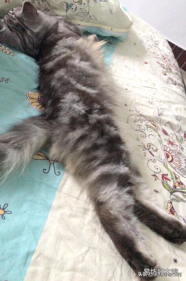 高地长毛猫是什么品种(高地长毛猫属于什么品种)