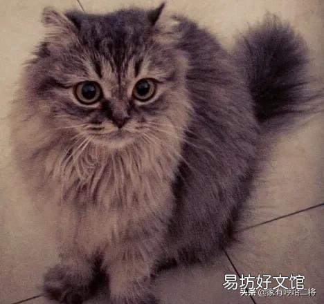 高地长毛猫是什么品种(高地长毛猫属于什么品种)