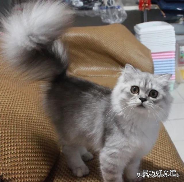 高地长毛猫是什么品种(高地长毛猫属于什么品种)