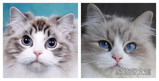 手套色布偶猫是不是串(为什么叫手套色布偶猫)