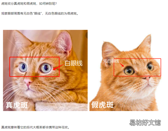 手套色布偶猫是不是串(为什么叫手套色布偶猫)