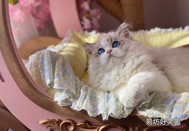 手套色布偶猫是不是串(为什么叫手套色布偶猫)