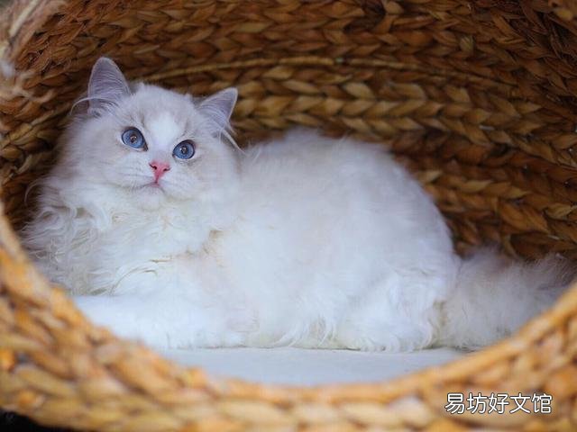 手套色布偶猫是不是串(为什么叫手套色布偶猫)