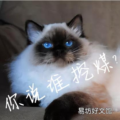 手套色布偶猫是不是串(为什么叫手套色布偶猫)