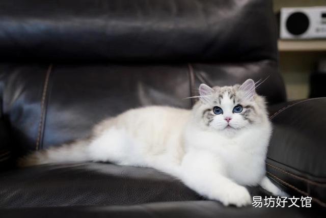 手套色布偶猫是不是串(为什么叫手套色布偶猫)