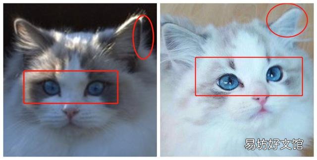 手套色布偶猫是不是串(为什么叫手套色布偶猫)