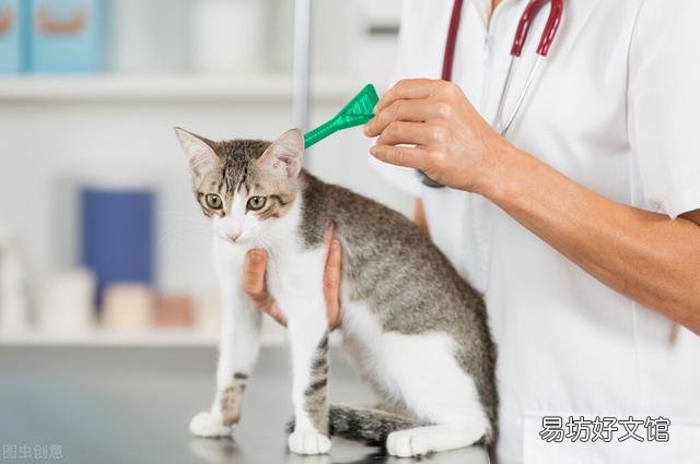 猫驱虫药多久吃一次(宠物猫驱虫药多久吃一次)