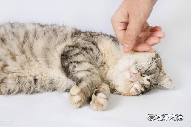 猫驱虫药多久吃一次(宠物猫驱虫药多久吃一次)