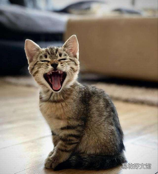猫生气的叫声长什么样(猫非常生气的叫声)