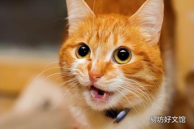 猫生气的叫声长什么样(猫非常生气的叫声)