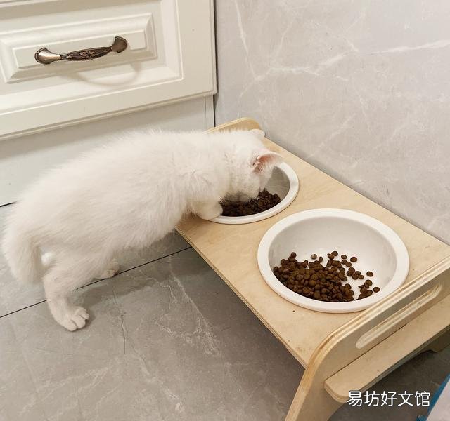 猫生气的叫声长什么样(猫非常生气的叫声)