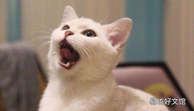 猫生气的叫声长什么样(猫非常生气的叫声)